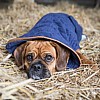 Blue Drying Coat - Country Style - Puggle
